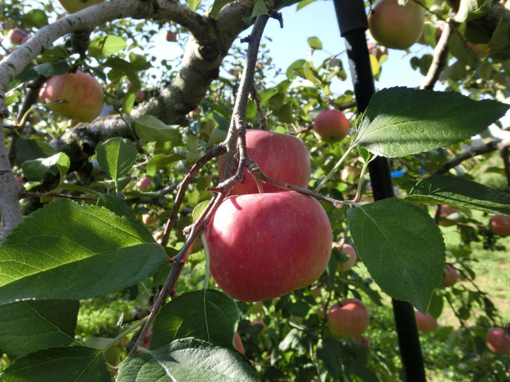 2022年りんご狩りのお知らせ ≪10月1日開園≫：画像