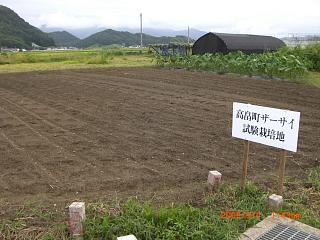 高畠でザーサイ栽培がはじまりました まほろばの里たかはた 高畠町観光協会 公式ホームページ