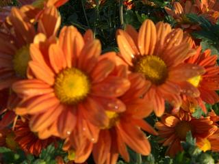 キク科の花か まほろばの里たかはた 高畠町観光協会 公式ホームページ
