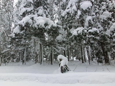 ◇杉林の雪景色 ＠＠＠：まほろばの里たかはた《高畠町観光協会》公式