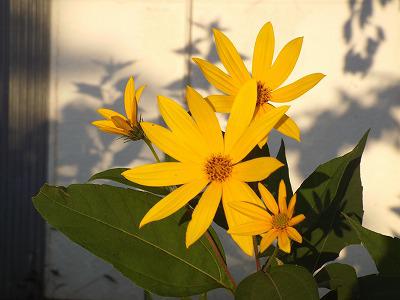 菊芋の花咲き始めました まほろばの里たかはた 高畠町観光協会 公式ホームページ