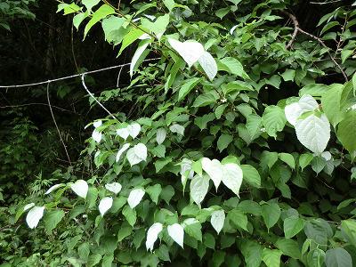 白い葉 ご存知ですか まほろばの里たかはた 高畠町観光協会 公式ホームページ