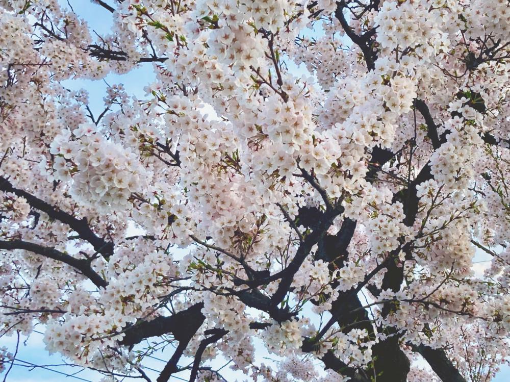 桜が咲きましたね♪：画像
