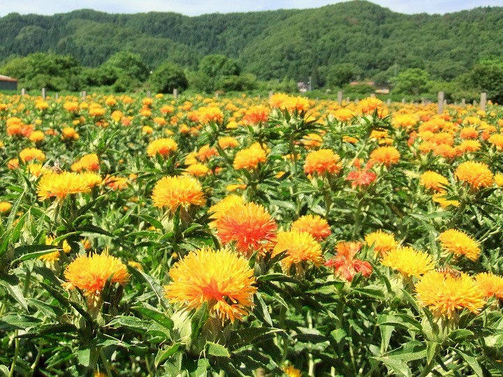 第40回山形紅花まつり開催ポスター