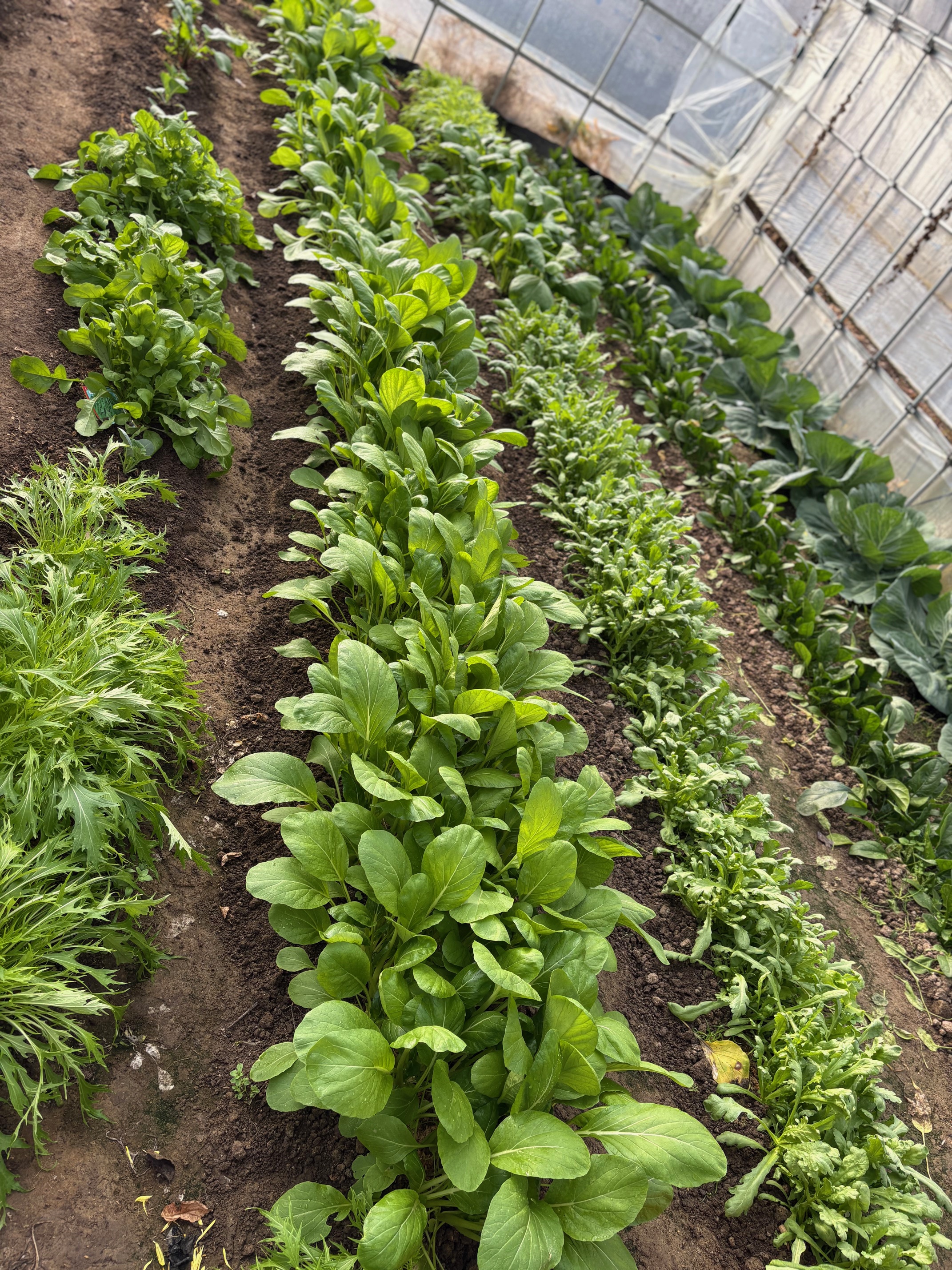 ī��Į������ڼ��Ϥ��ͻ�