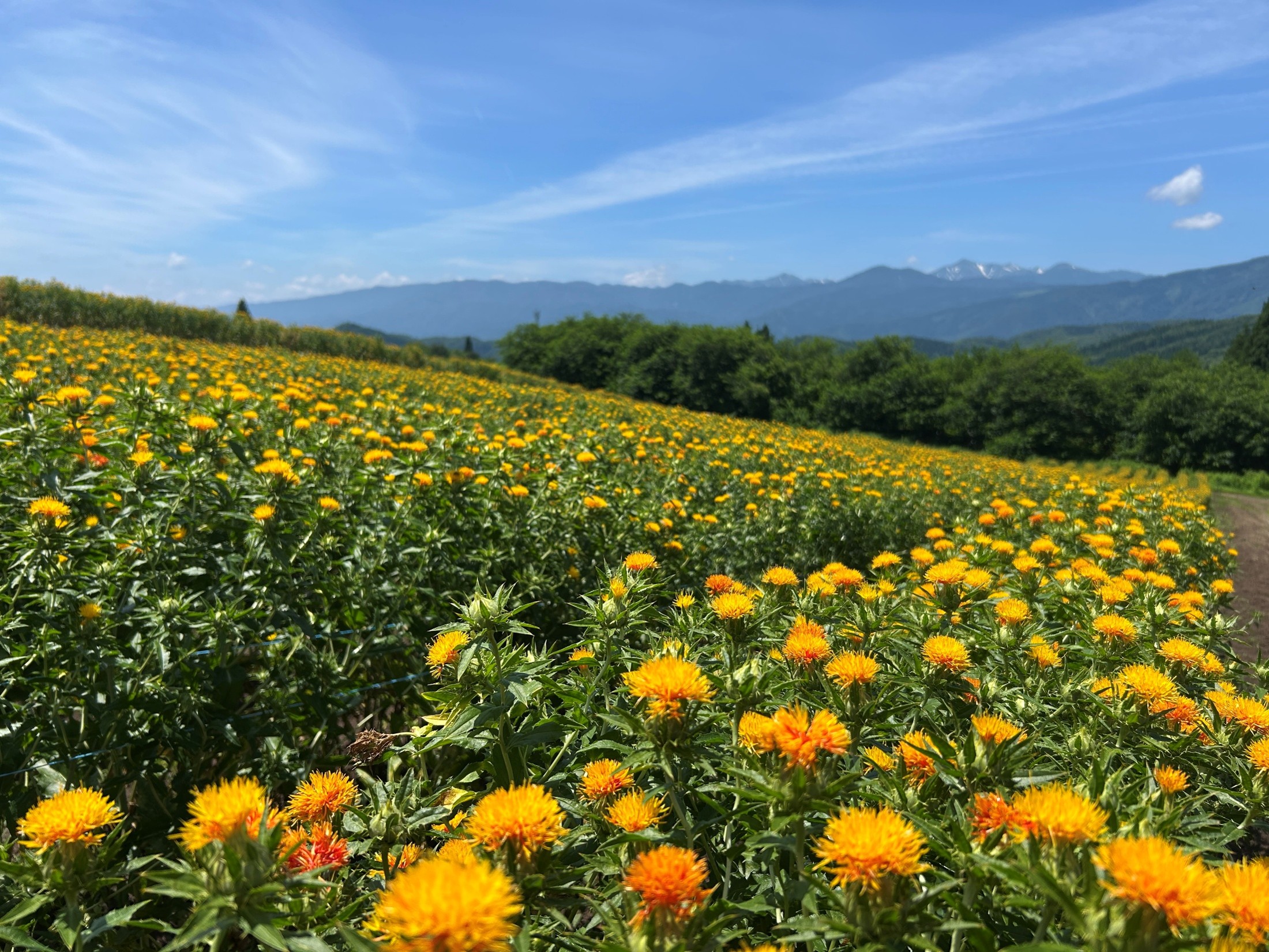 夏を彩る紅花まつりの絶景