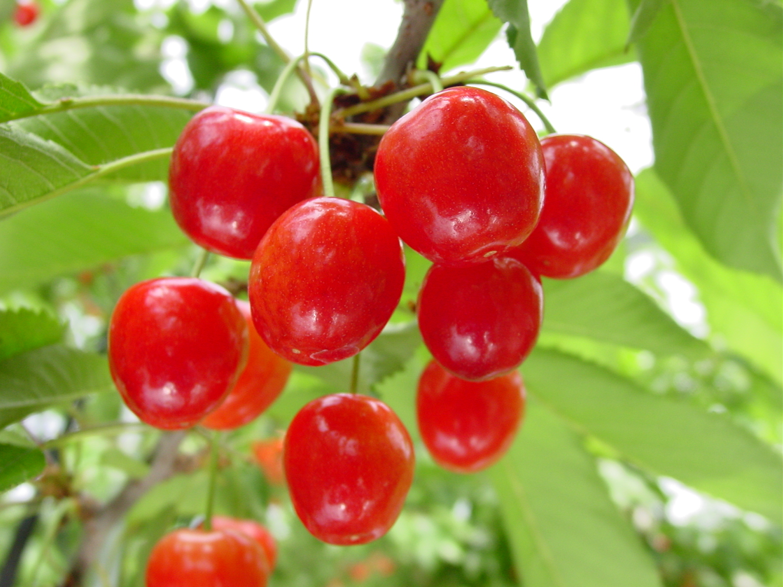山形のさくらんぼ狩り