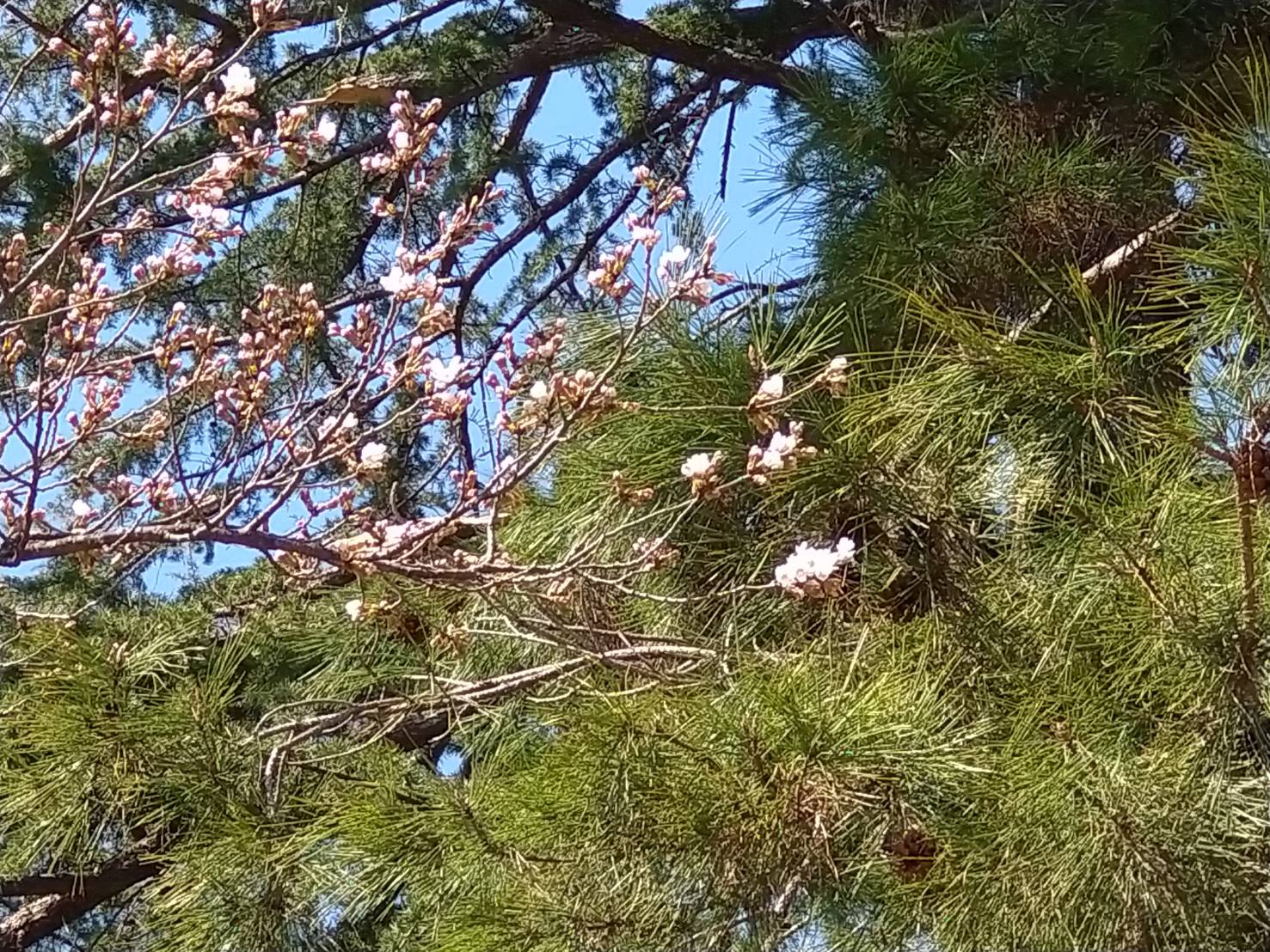 松が岬公園（上杉神社）桜情報　4月2日　開花しました！：画像