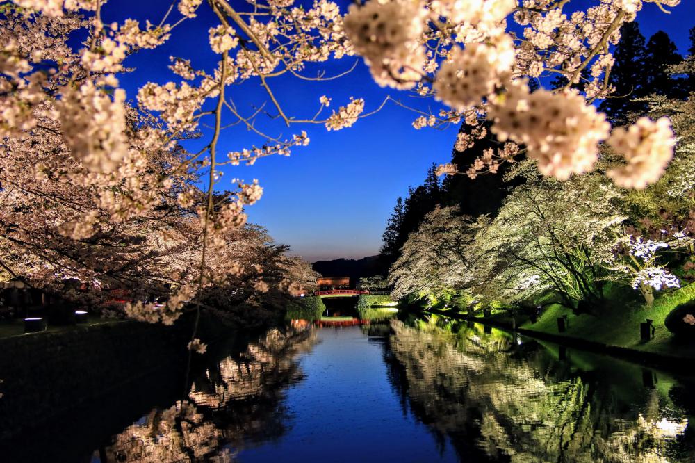 松が岬公園の桜ライトアップ始まりました！：画像