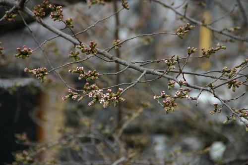 暖かさに誘われて　烏帽子山公園の桜はまもなく開花か