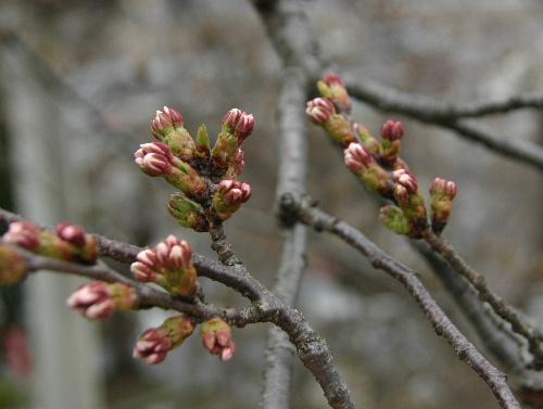 暖かさに誘われて　烏帽子山公園の桜はまもなく開花か