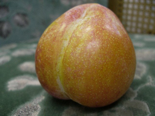 すもも 李 Plum Fruttier Com フルッティア フルーツと手作りスイーツのお店