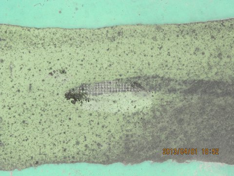 �ڥ�ݡ��ȡۡ������ɿ�Υ��ƥʥ󥹤ˤĤ��ơ�����