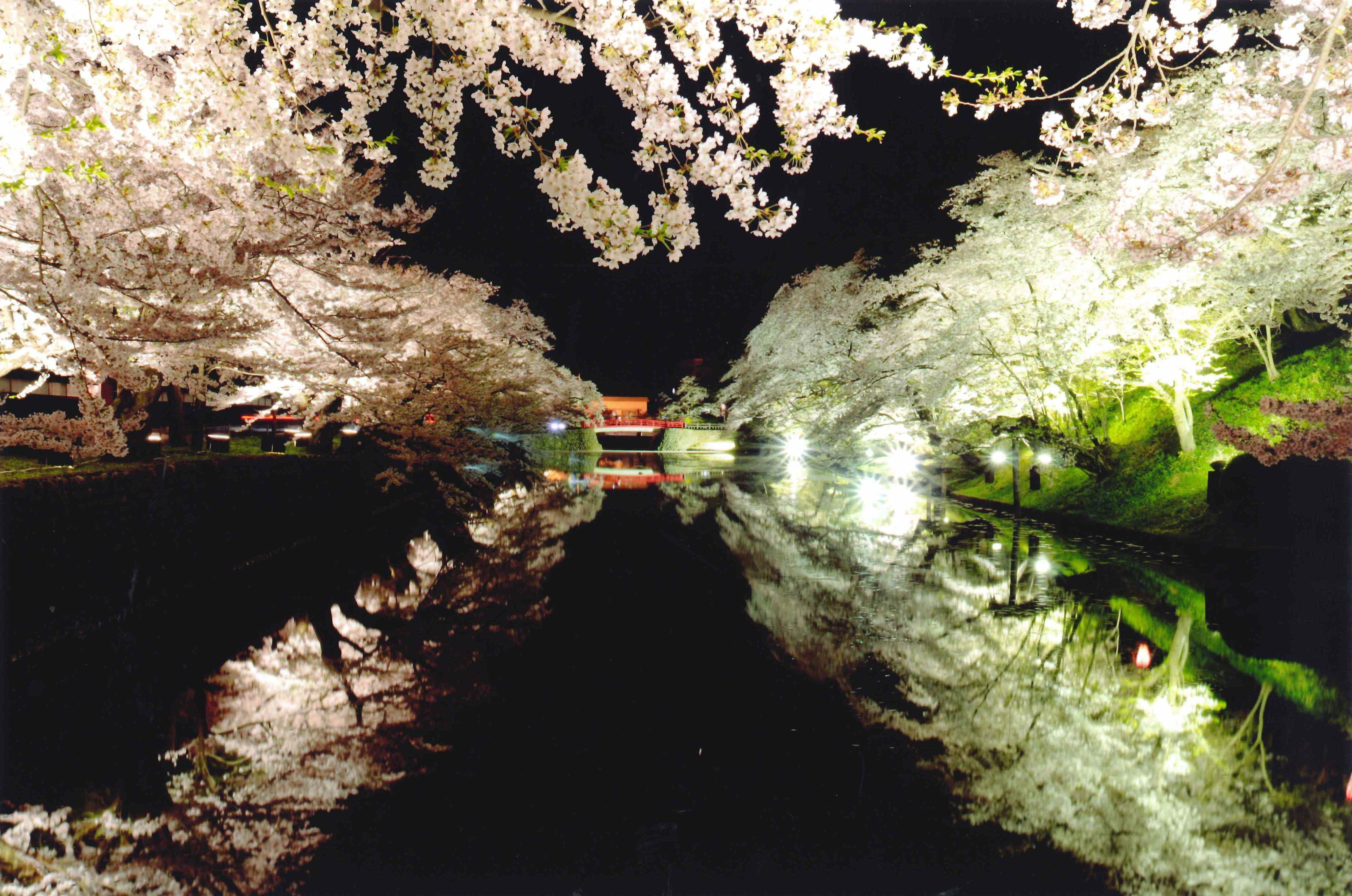 21年松が岬公園 上杉神社 桜情報 一般社団法人 米沢観光コンベンション協会