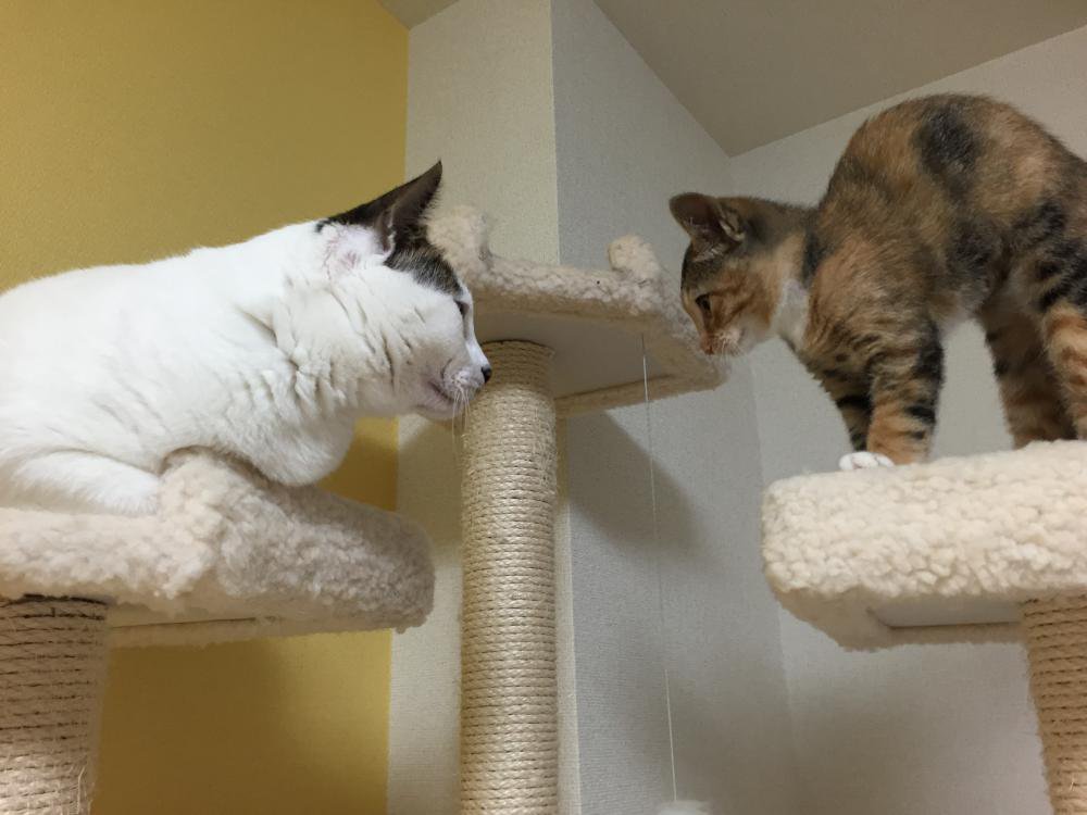 �ˤ��ä����̿�