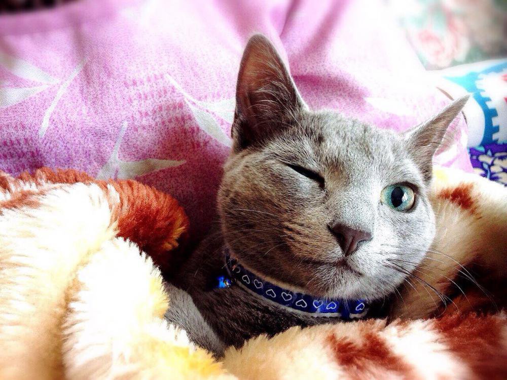 �����󥯡��̿�