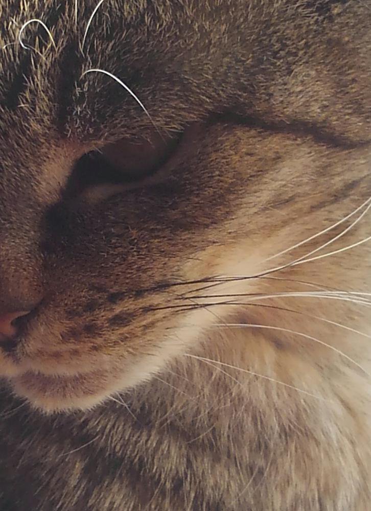 ͫ���Υ��祳���̿�