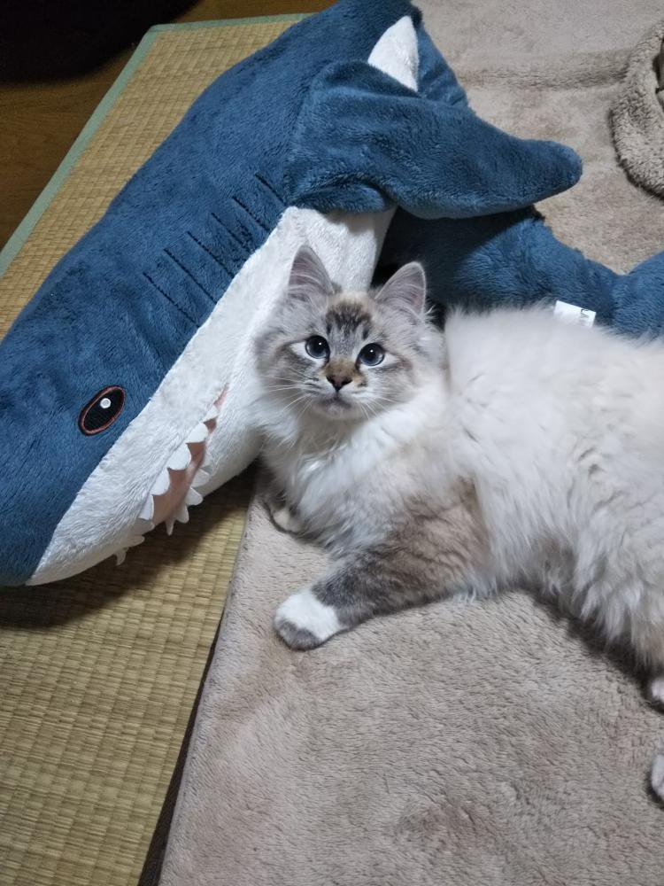 ����Ȱ��ˡ��̿�