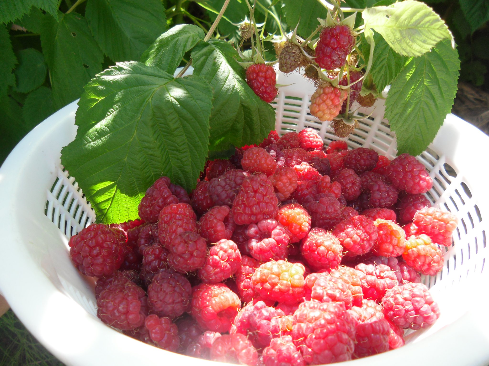 �ڲ�Һפ�ޤǤ��ȣ��������ۡ�����