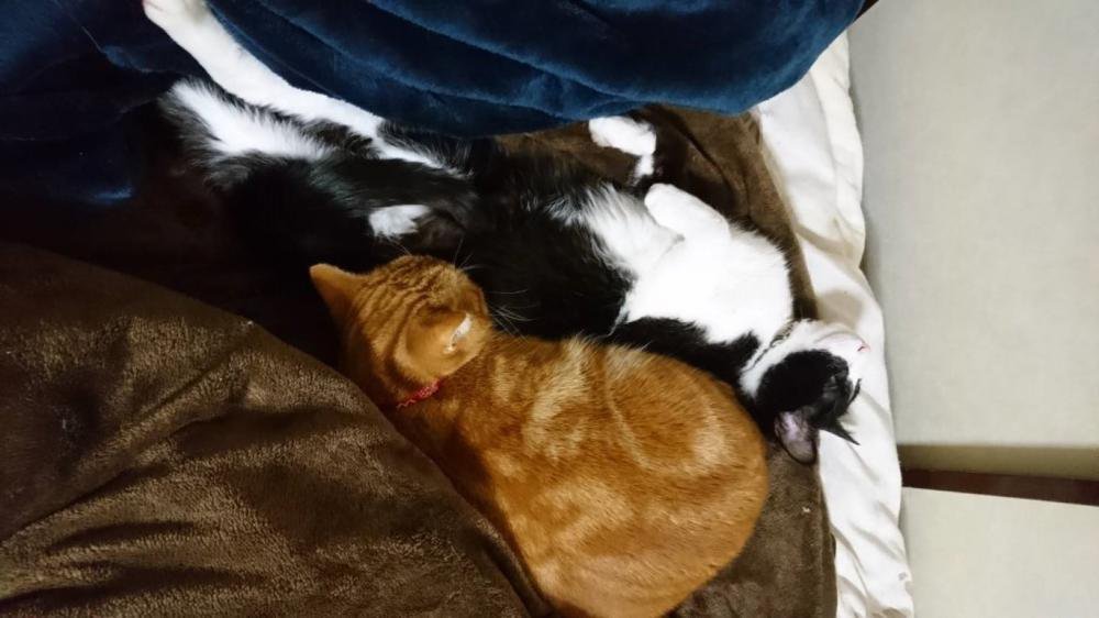 �ʤ��褷���̿�