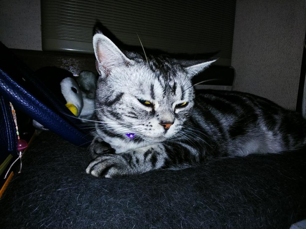 �椬�Ȥε�����̿�