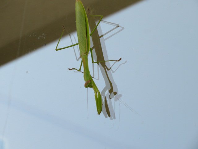 ʡ