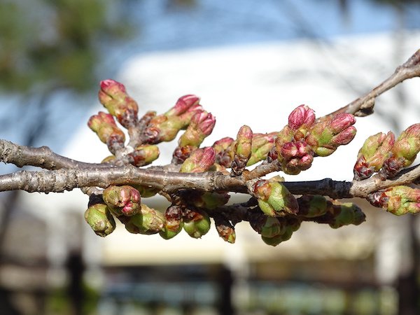 21年松が岬公園 上杉神社 桜情報 一般社団法人 米沢観光コンベンション協会