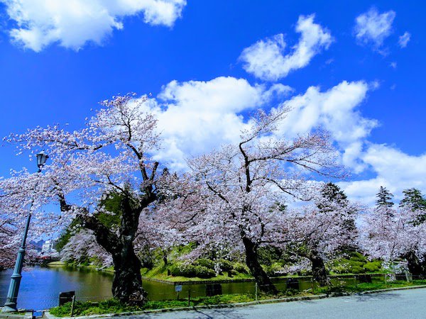 21年松が岬公園 上杉神社 桜情報 一般社団法人 米沢観光コンベンション協会