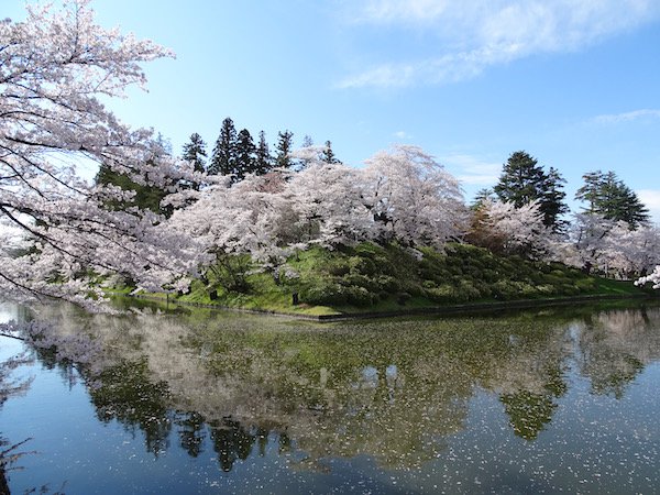 21年松が岬公園 上杉神社 桜情報 一般社団法人 米沢観光コンベンション協会