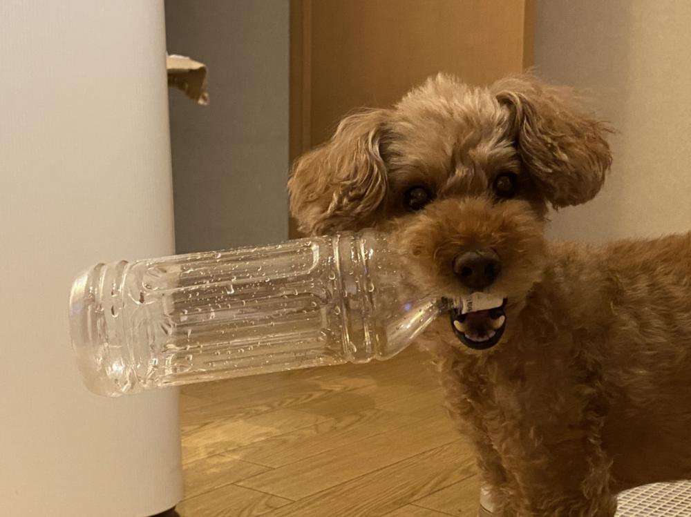 �ʤ󤫰��ߤ����ʤ����̿�