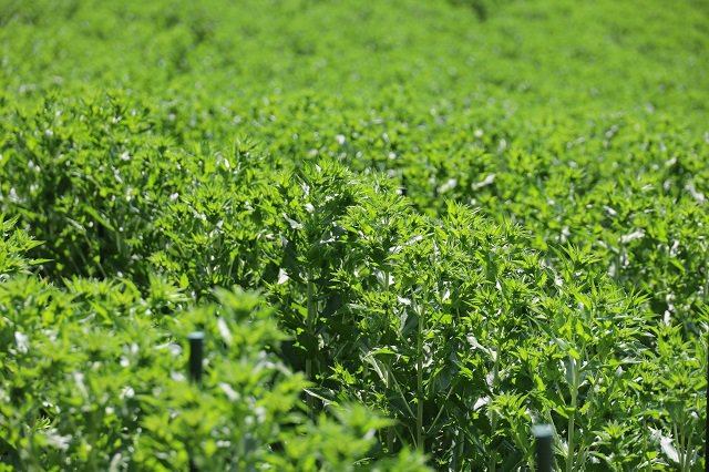 2021.6.18 �Ȳ�Ȫ������