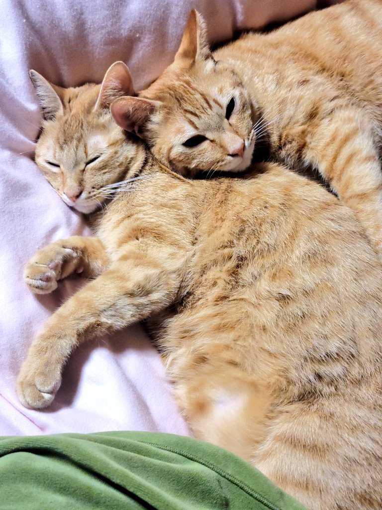 塧̿