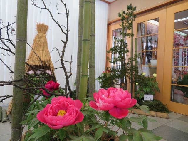 ぼたんの花が見られます♪：画像