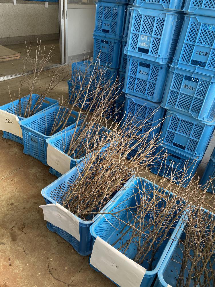 ����ʪ���������Ϥ�ޤ�����������