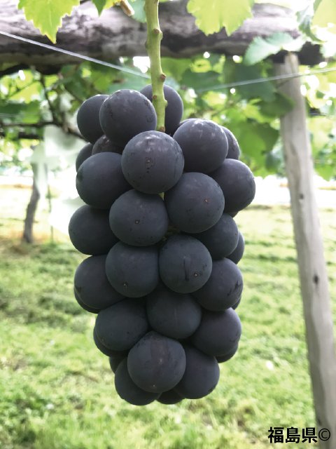 </span>Ťޤ<br>13300ߡǹˡ
