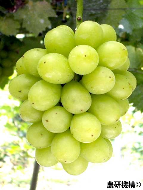 <span></span>����������<br>1��3,850�ߡ��ǹ��ˡ�����