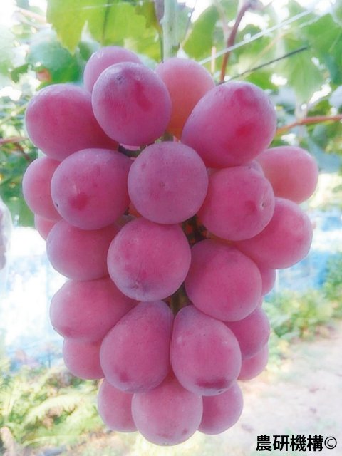 <span></span>��������ˡ���<br>1��4,180�ߡ��ǹ��ˡ�����