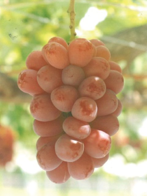 <span></span>���ˡ��ɥ����<br>1��3,630�ߡ��ǹ��ˡ�����