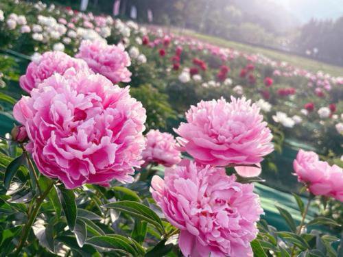 '25 ながいピオニーの森　開花情報(6月9日)：画像