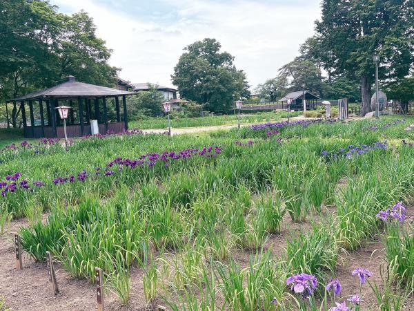 '25 あやめ開花情報(6月10日)：画像