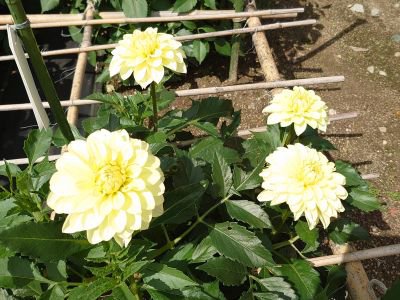 ���ؤ��������������ɲз����ȥ��ꥢ�ฦ���פ�»ܡ�����