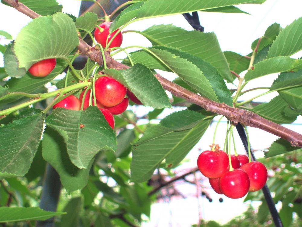 2026ǯ�ե롼�ļ���ĶȤΤ��Τ餻 ��6��1������䡧����