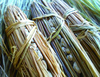 ������Ʀ��ǼƦ����2/15�����ճ��ϡ�����