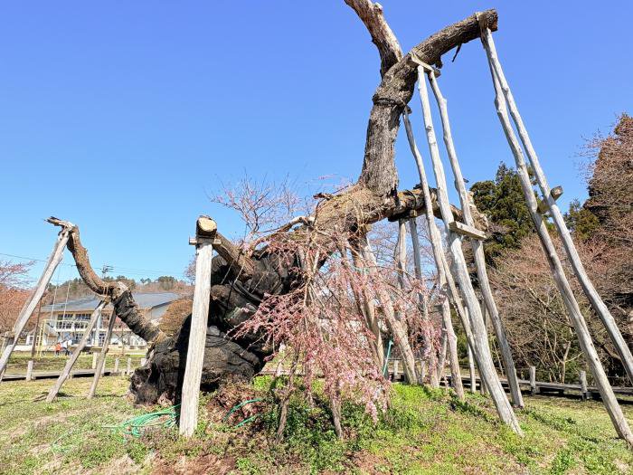 ’26 長井市内の桜開花情報（4月6日)：画像