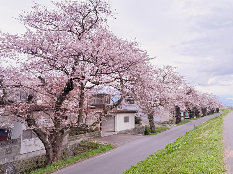 ’26 長井市内の桜開花情報（4月7日)：画像