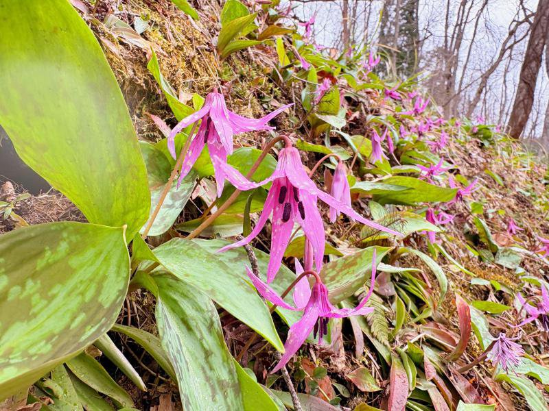 古代の丘「カタクリの花」の様子（4月8日）：画像