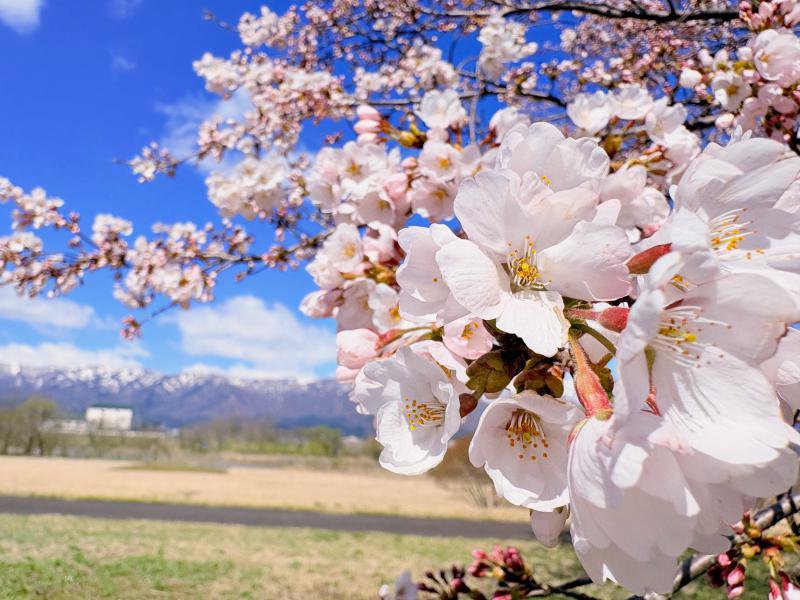 ’26 長井市内の桜開花情報（4月8日)：画像