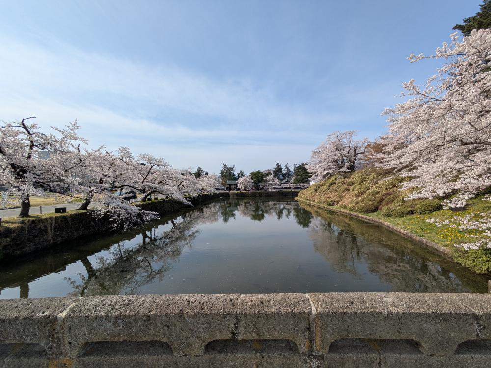 2026年松が岬公園（上杉神社）桜情報4月12日（日）満開！：一般社団