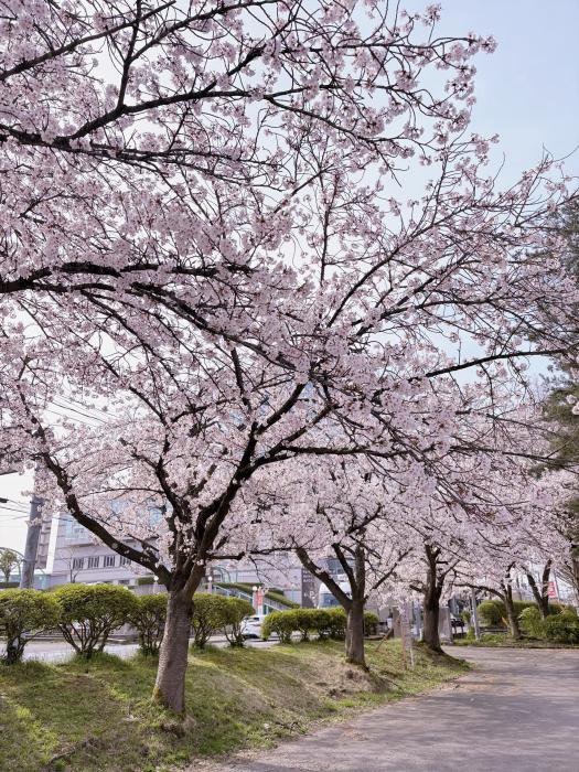 ’26 長井市内の桜開花情報（4月13日)：画像