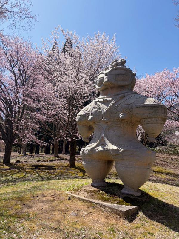 ’26 長井市内の桜開花情報（4月14日)：画像